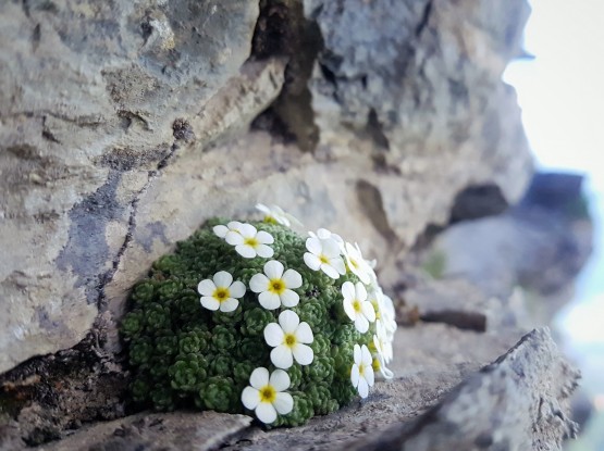 BOTANIQUE ALPINE - Vercors/Diois - Cie Vanoise