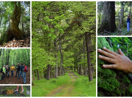 Bain de forêt Shinrin Yoku  niveau 1 - Vercors