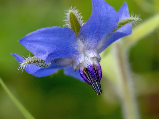 Plantes sauvages comestibles - perfectionnement 